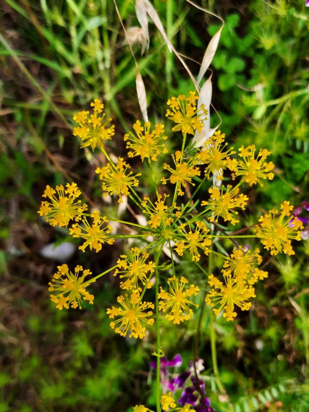 Chaerophyllum coloratum flower