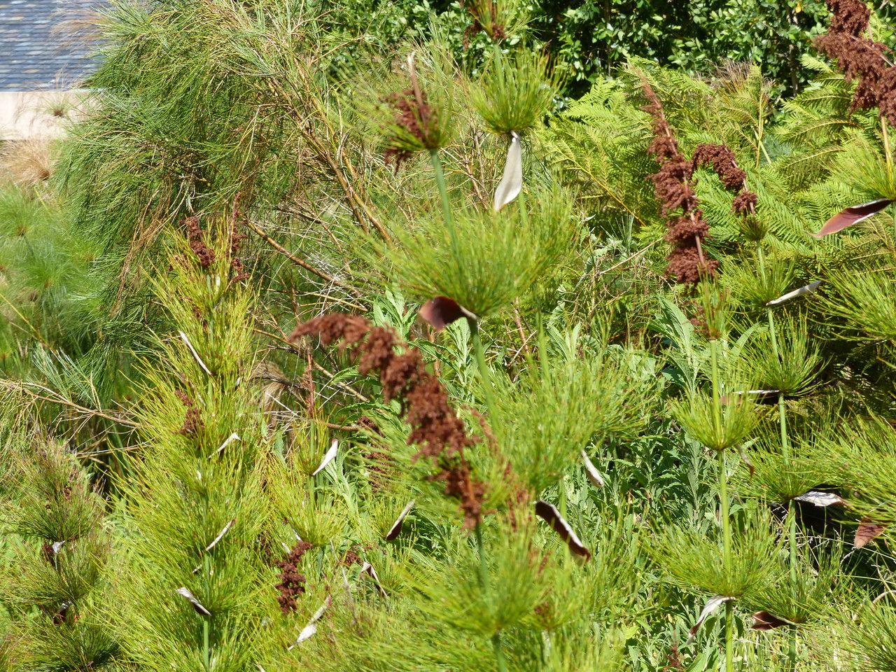 Elegia capensis flower
