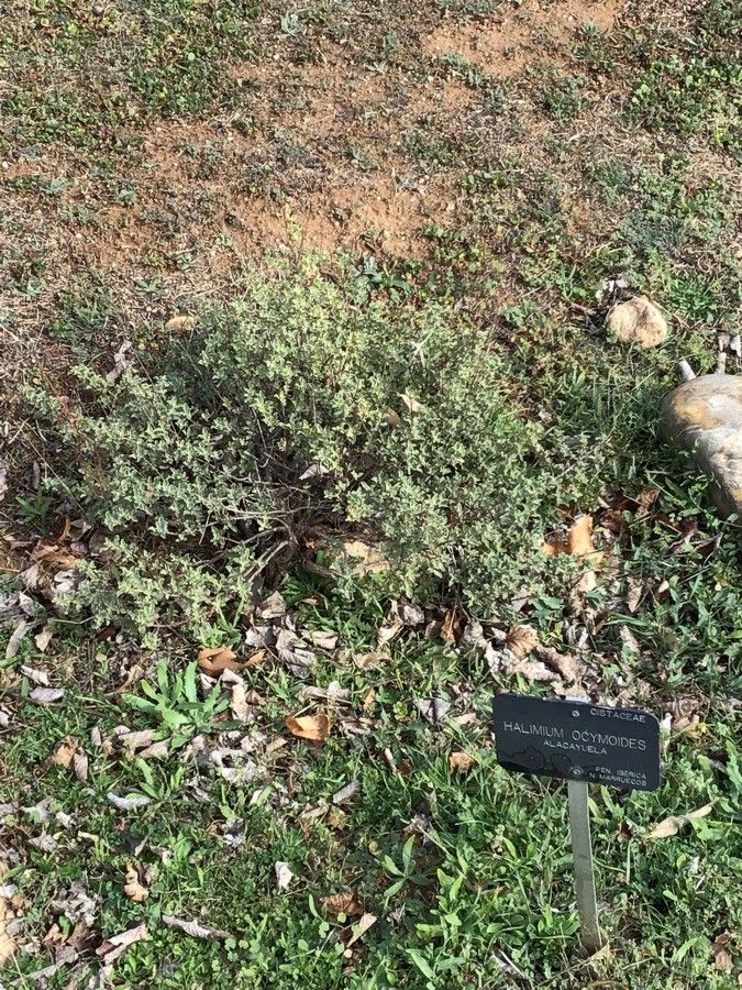 Halimium ocymoides leaf