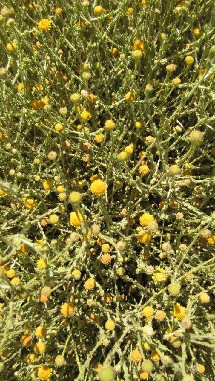 Pulicaria undulata flower