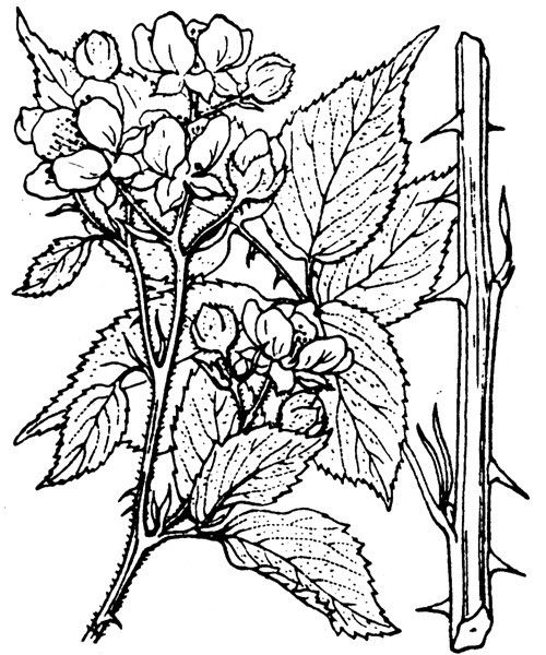 Rubus affinis other