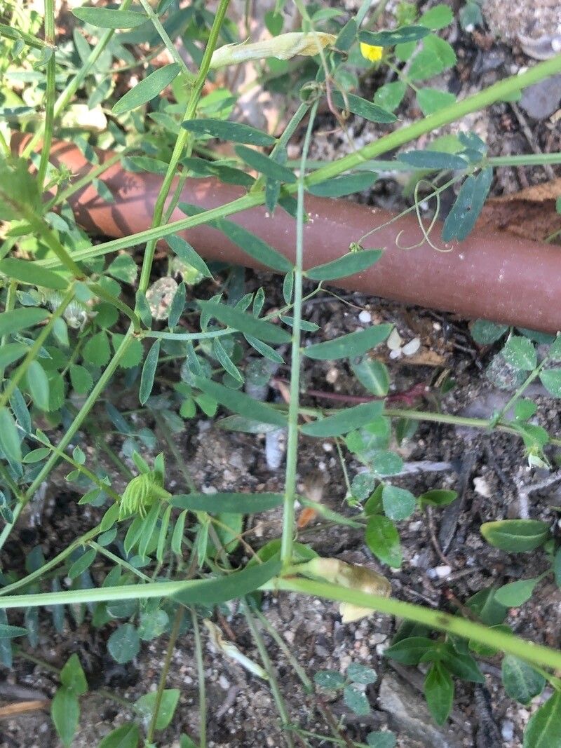 Vicia lutea leaf