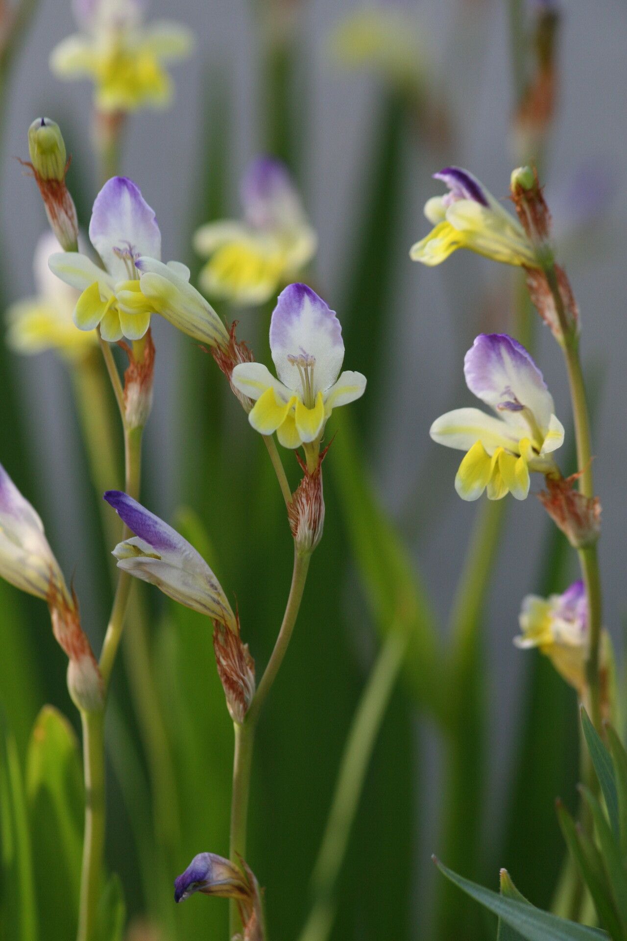 Sparaxis variegata — search result for 'Sparaxis'