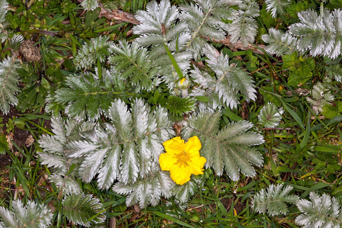 Potentilla anserina flower