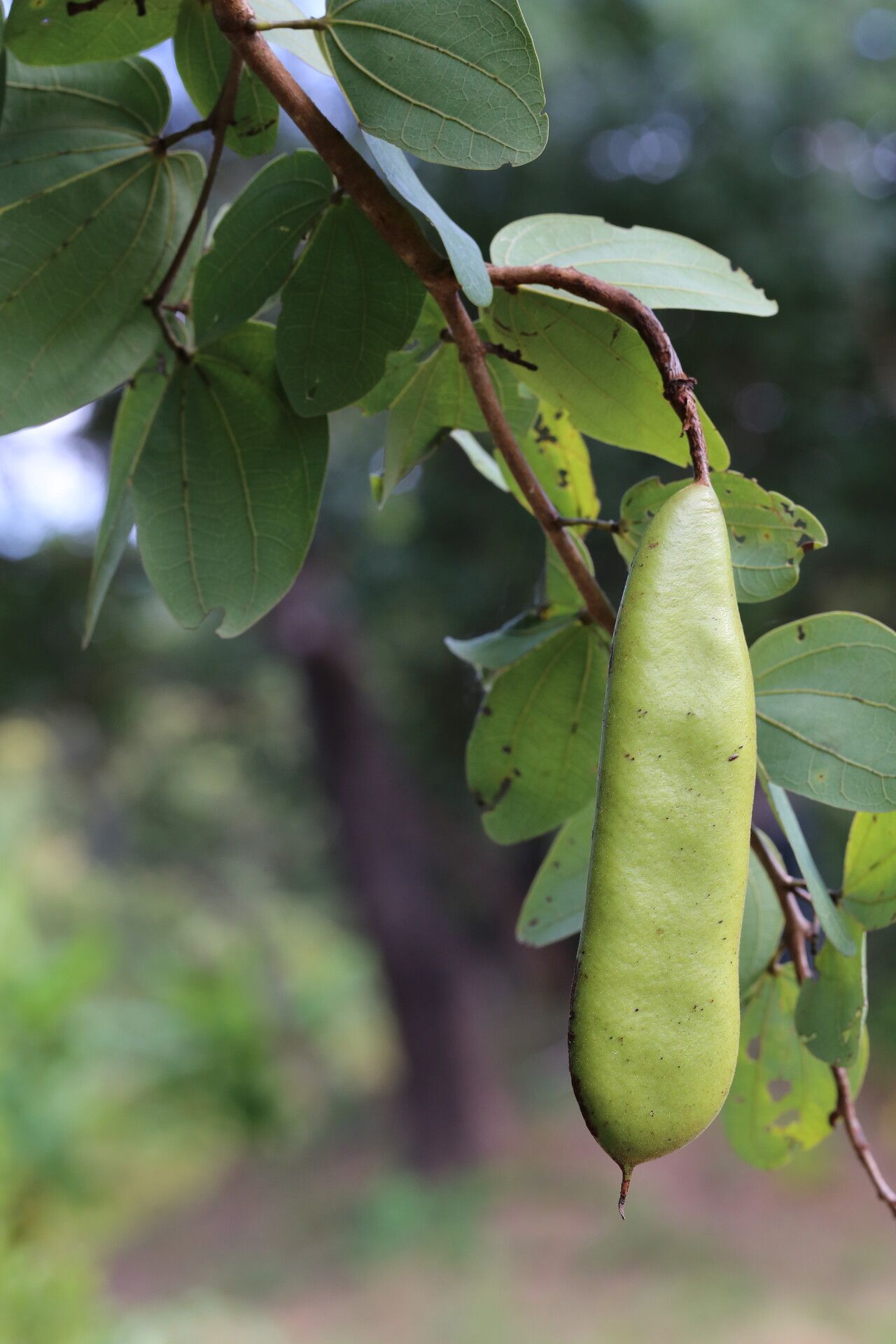 Bauhinia petersiana fruit