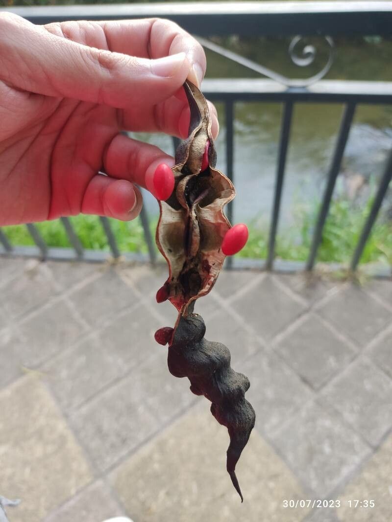 Erythrina longipes — houseplant care guide