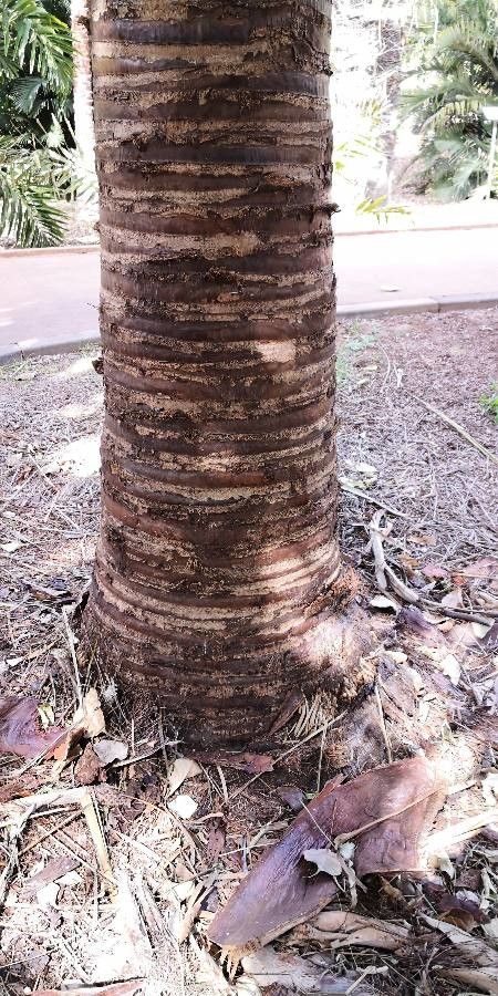 Borassus aethiopum bark