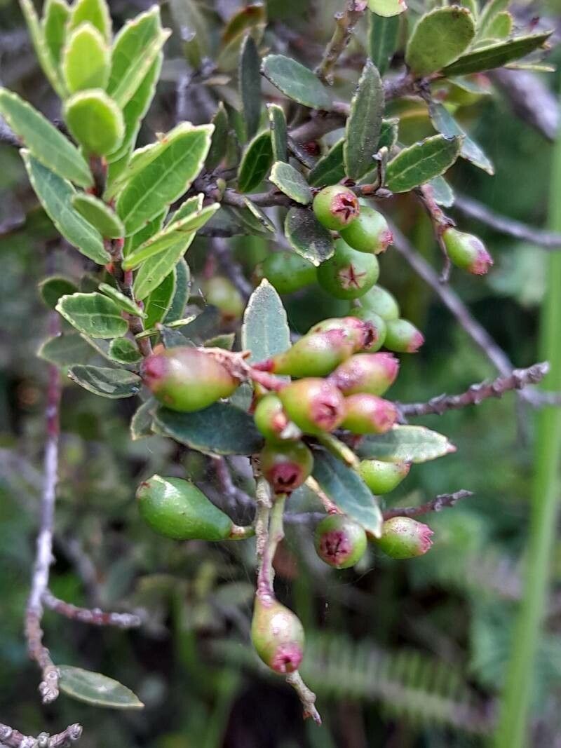 Vaccinium madagascariense fruit