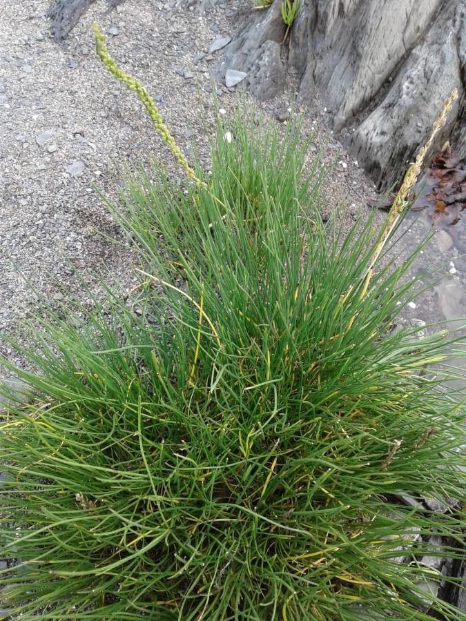 Triglochin maritima — houseplant care guide