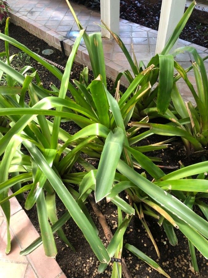 Aechmea blanchetiana leaf