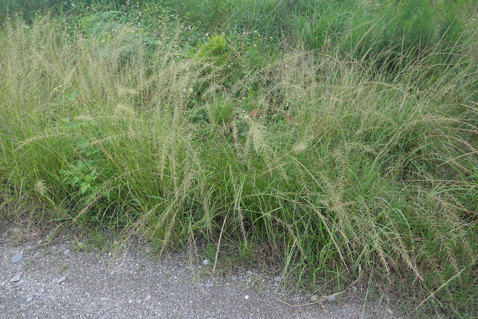 Sporobolus diandrus habit