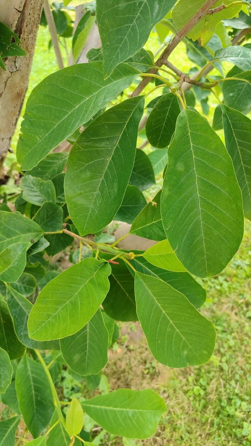 Magnolia × wieseneri leaf