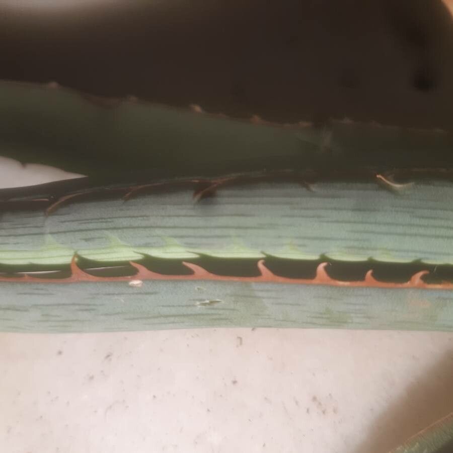 Agave difformis leaf
