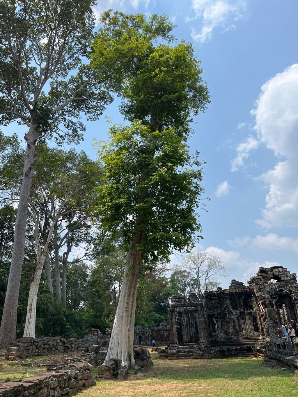 Lagerstroemia calyculata habit
