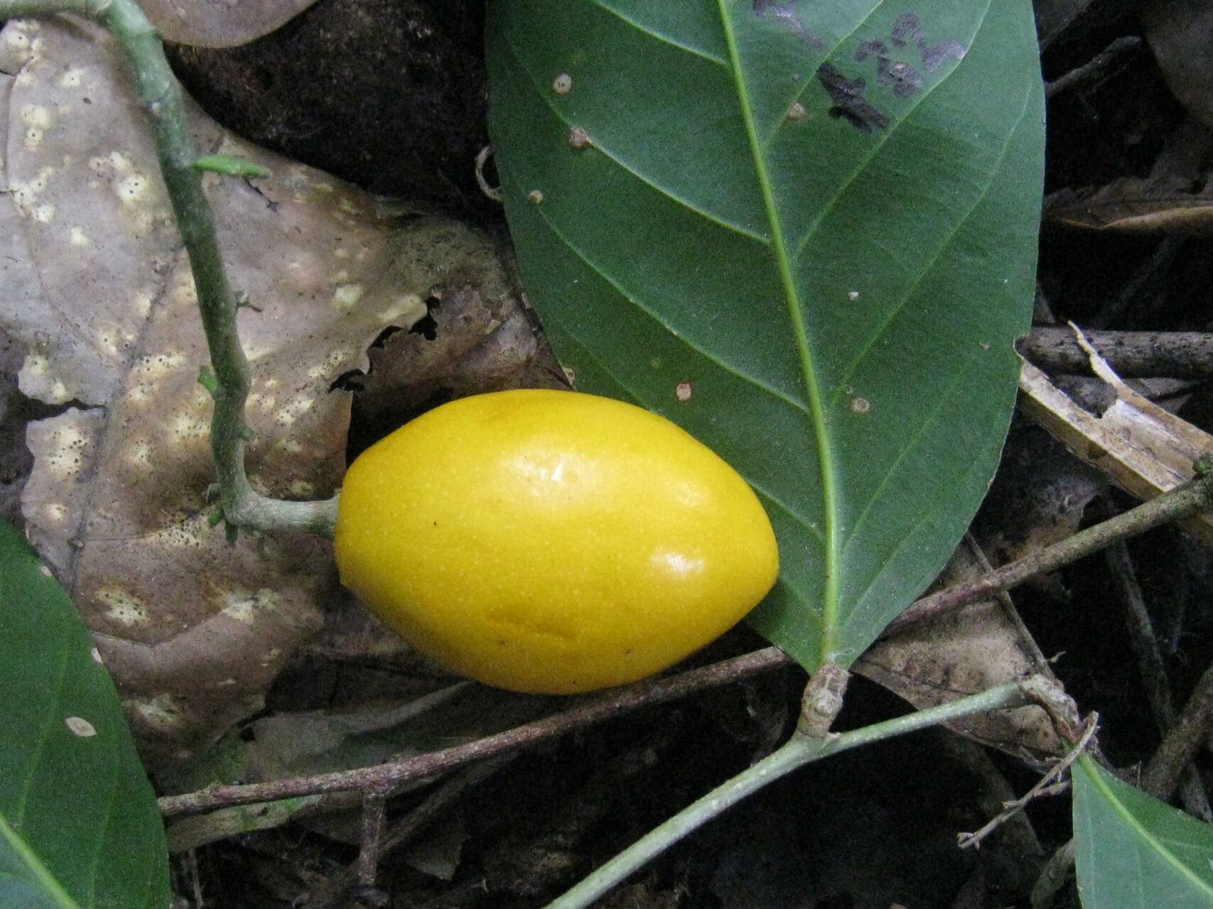 Couepia joaquinae fruit