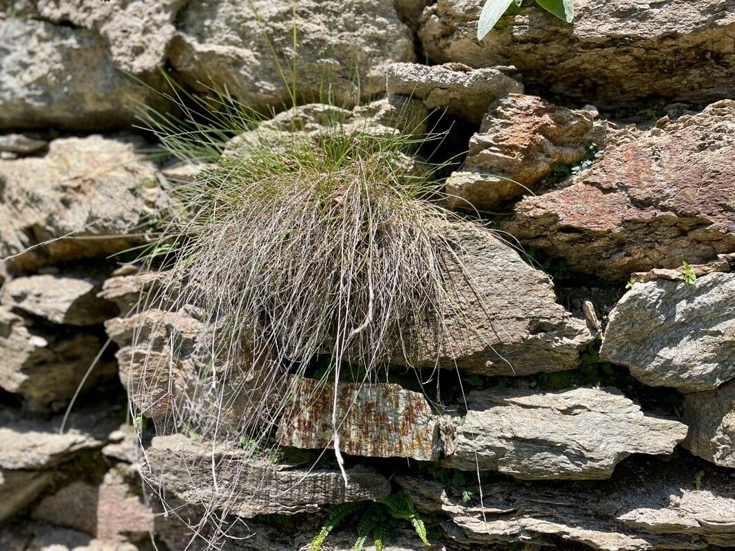 Festuca varia — search result for 'Festuca'