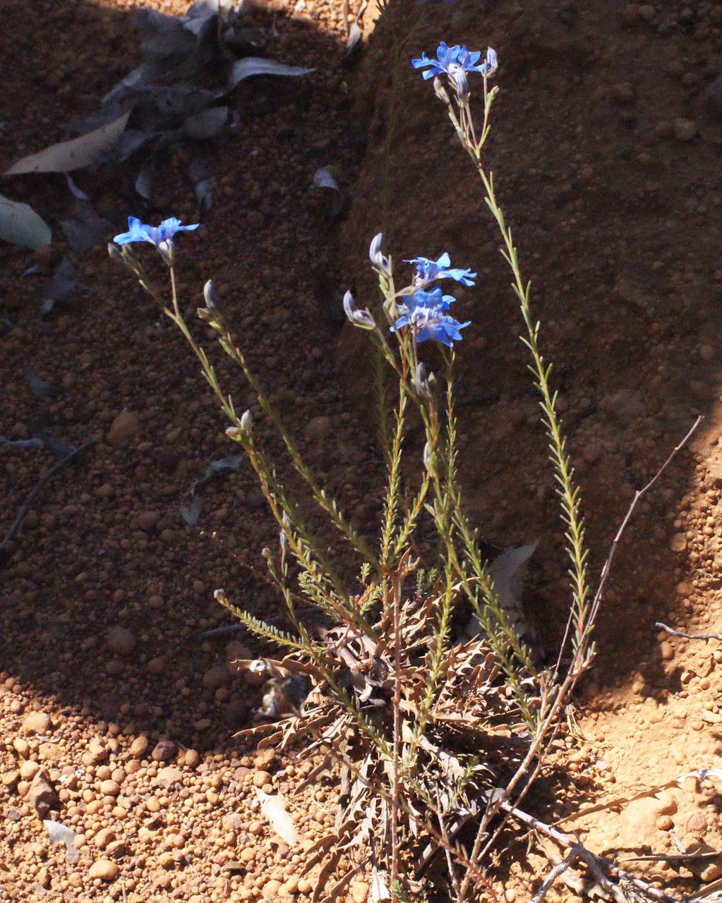 Lechenaultia biloba habit