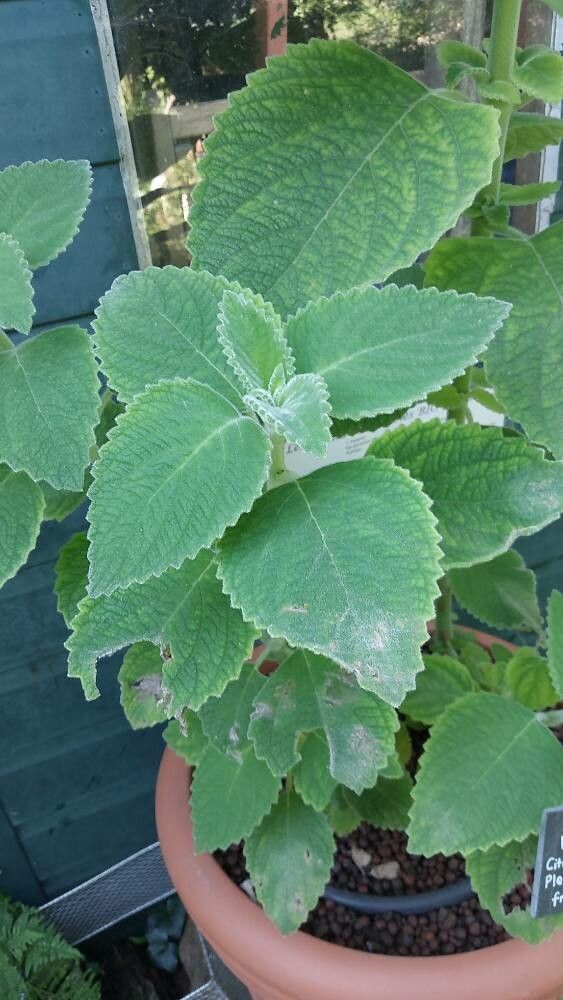 Coleus fragrantissimus — search result for 'Coleus'