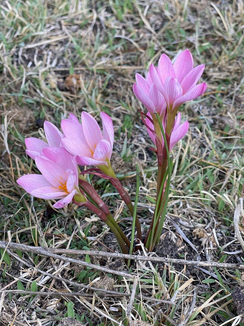 Zephyranthes fosteri — houseplant care guide