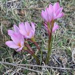 Zephyranthes fosteri