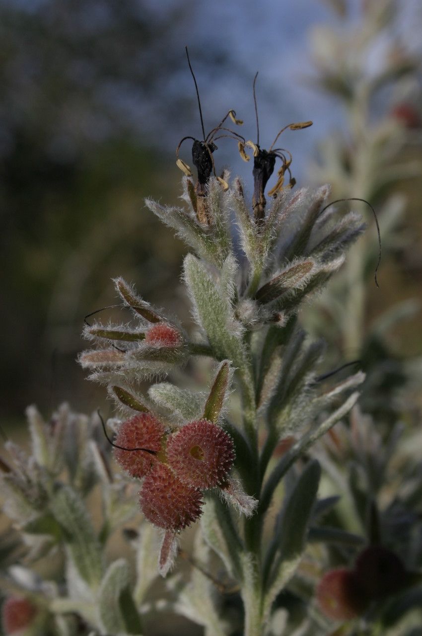 Cynoglossum mathezii — search result for 'Cynoglossum'