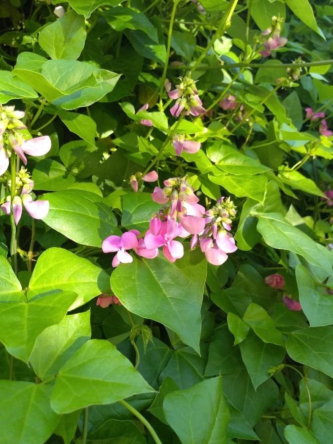 Dipogon lignosus — houseplant care guide