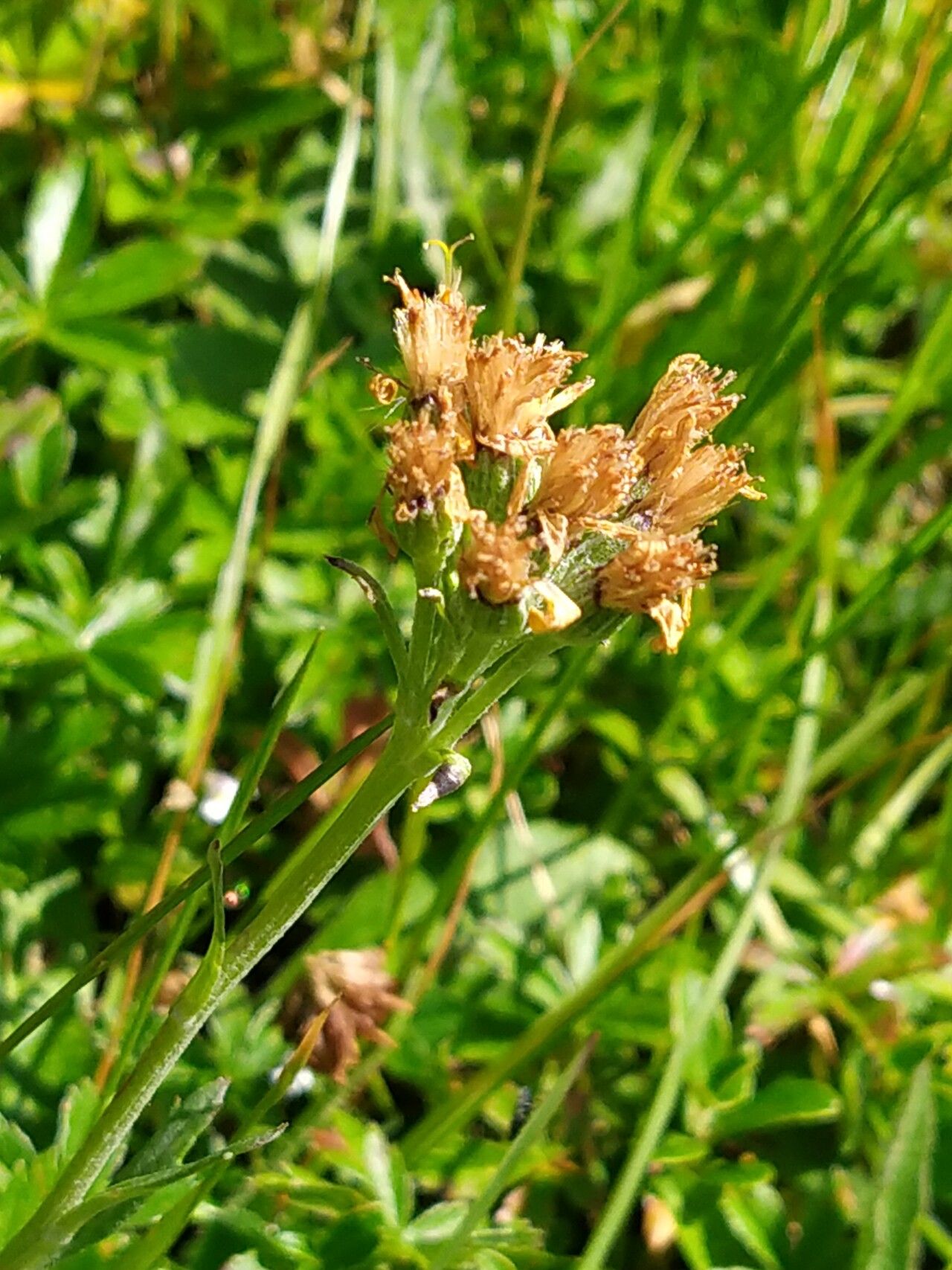 Jacobaea carniolica fruit