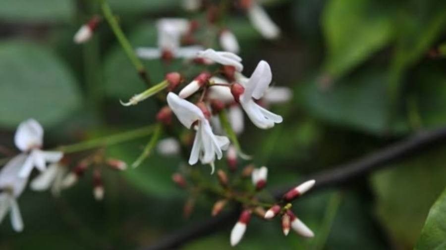 Wisteriopsis championii — related species from the same genus