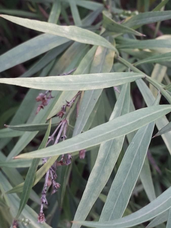 Freylinia lanceolata — search result for 'Scrophulariaceae'