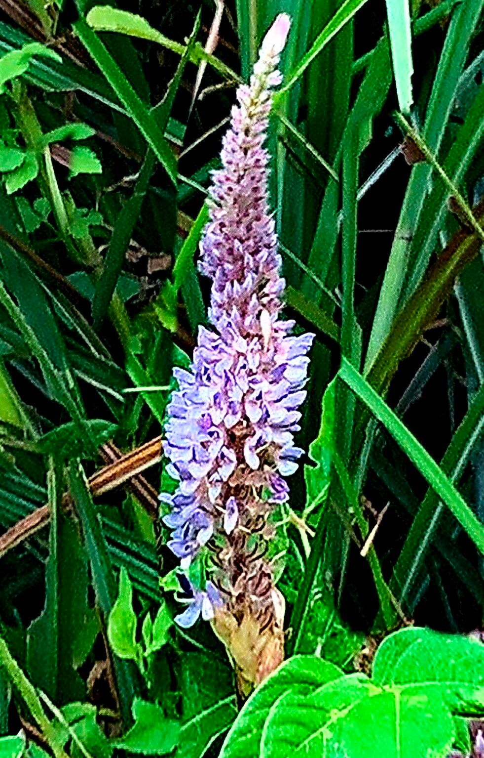 Uraria crinita — related species from the same genus