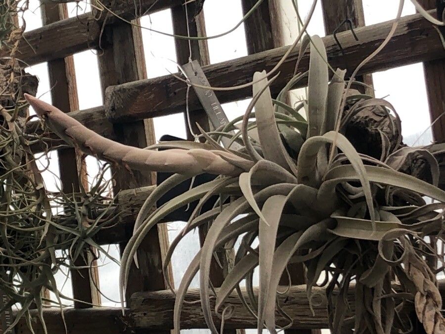 Tillandsia chapeuensis — houseplant care guide