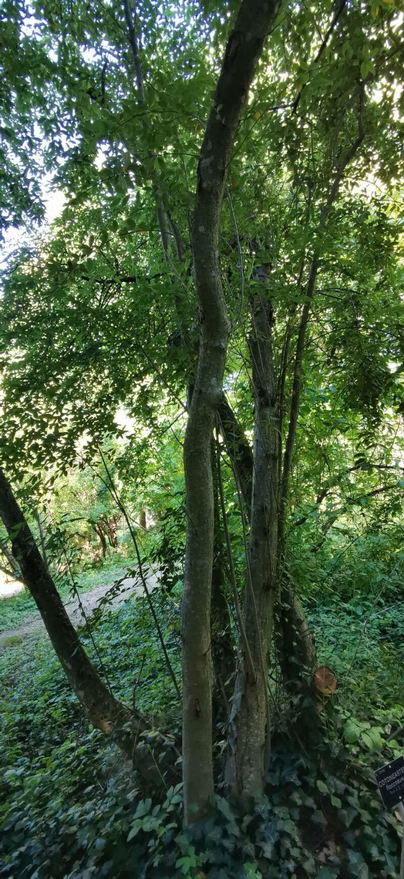 Cotoneaster floccosus habit