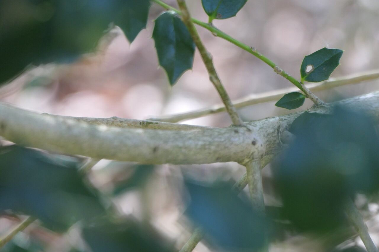 Ilex bioritsensis bark