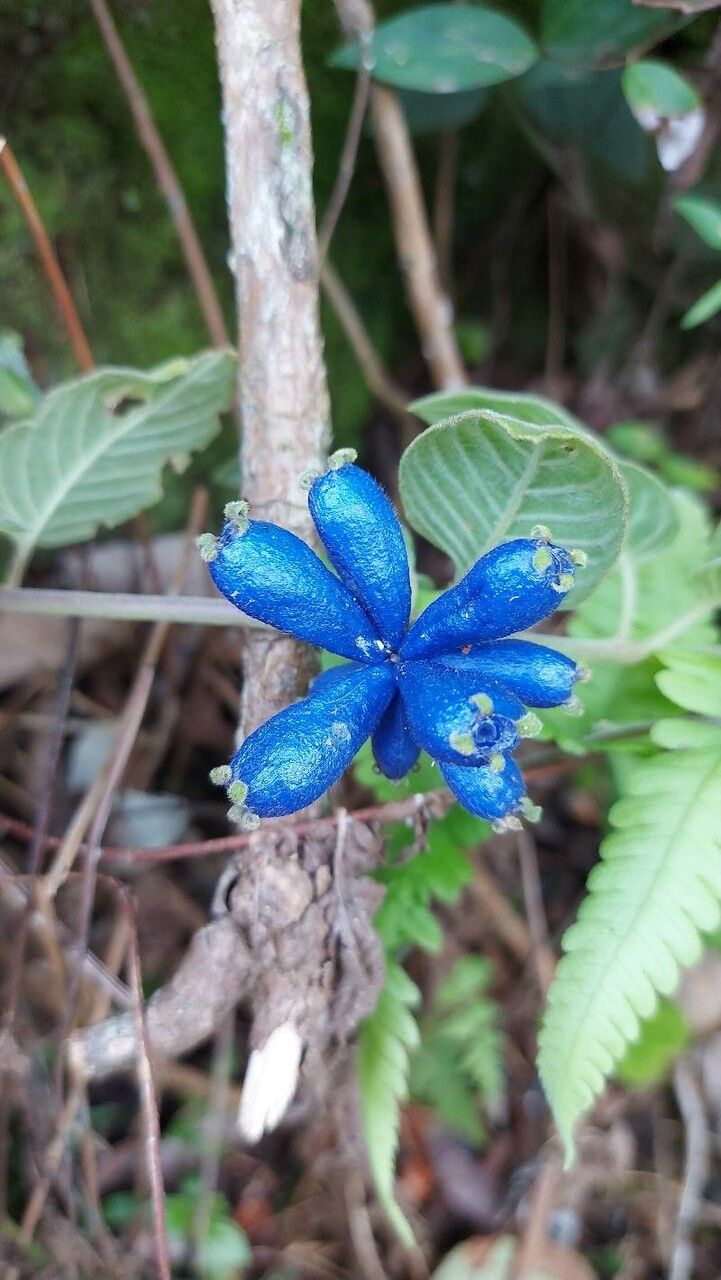 Coccocypselum lanceolatum fruit