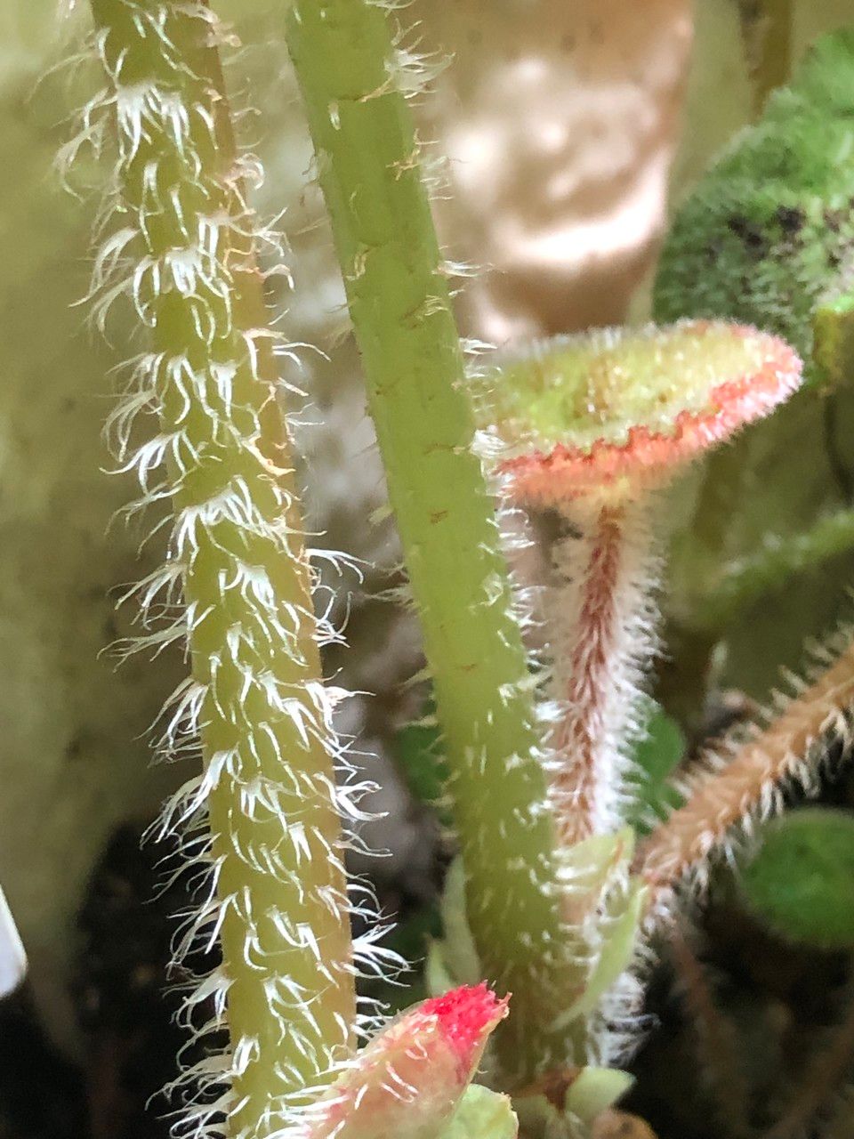 Begonia paulensis bark