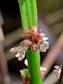 Amperea xiphoclada flower