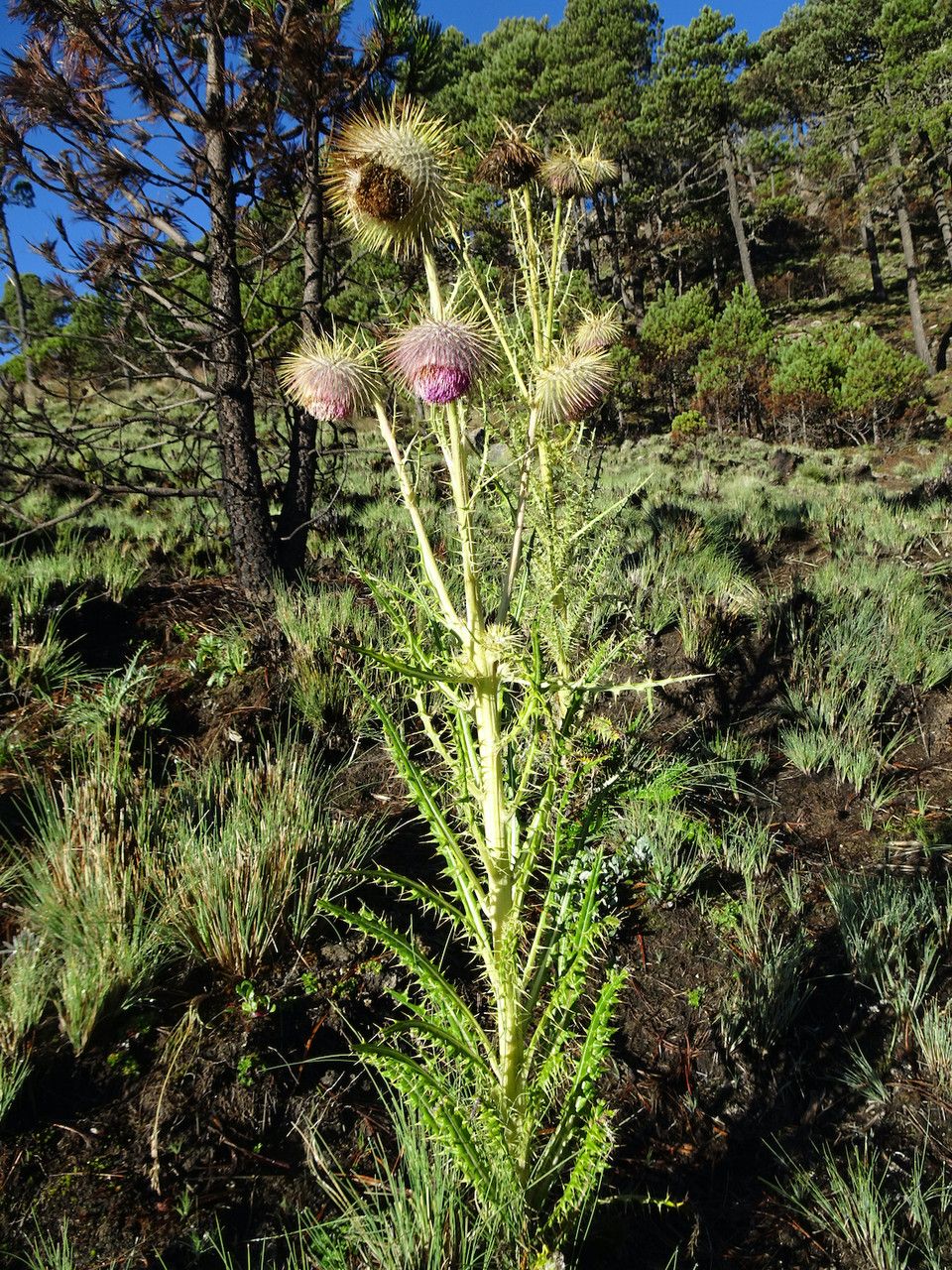 Cirsium jorullense habit