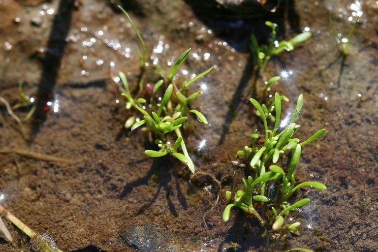 Montia howellii — related species from the same genus