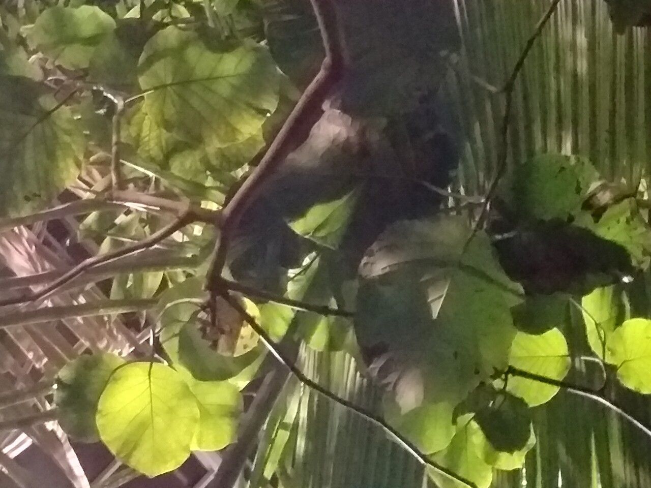 Coccoloba peltata — houseplant care guide