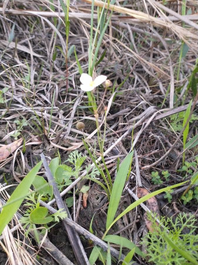 Sagittaria isoetiformis habit