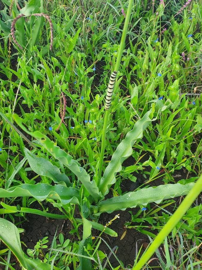 Chlorophytum somaliense leaf