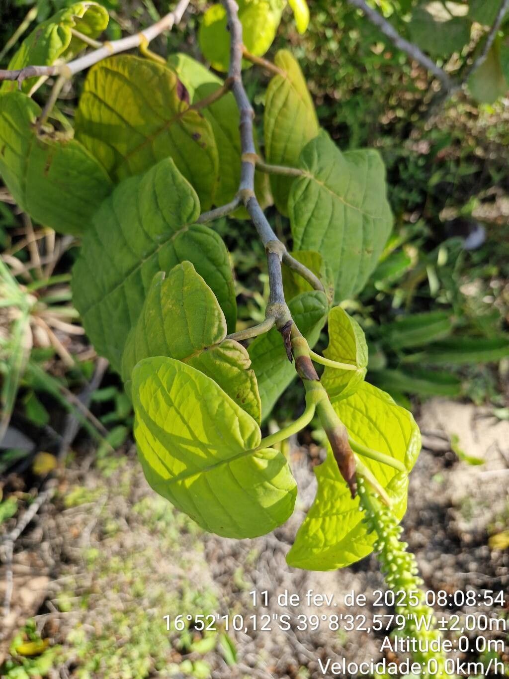 Coccoloba striata — houseplant care guide