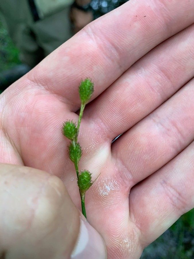 Carex tribuloides fruit
