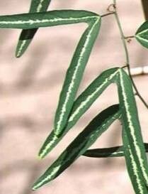 Passiflora ornithoura — houseplant care guide