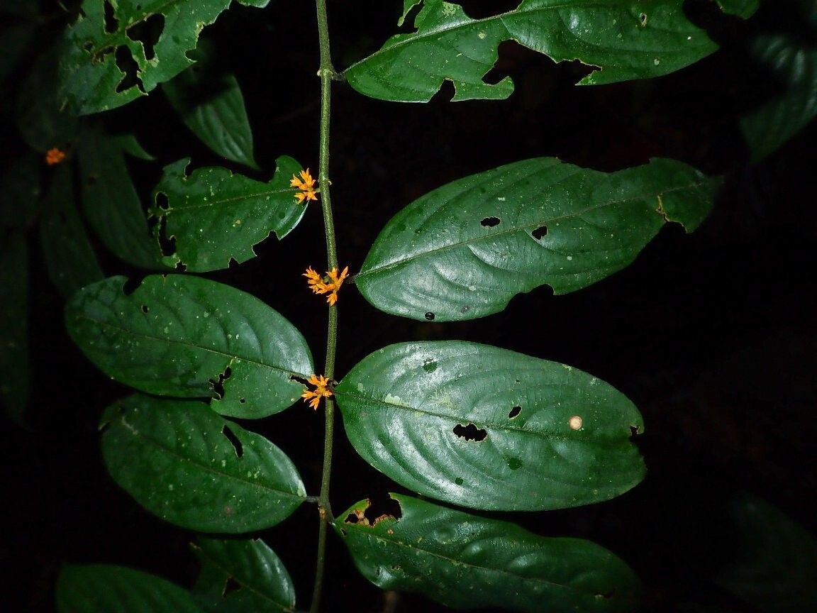 Pauridiantha micrantha — houseplant care guide