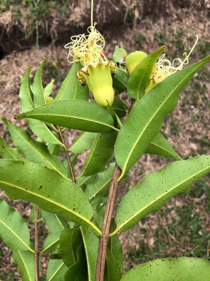 Lafoensia punicifolia leaf