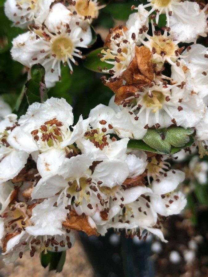 Crataegus cuneata flower