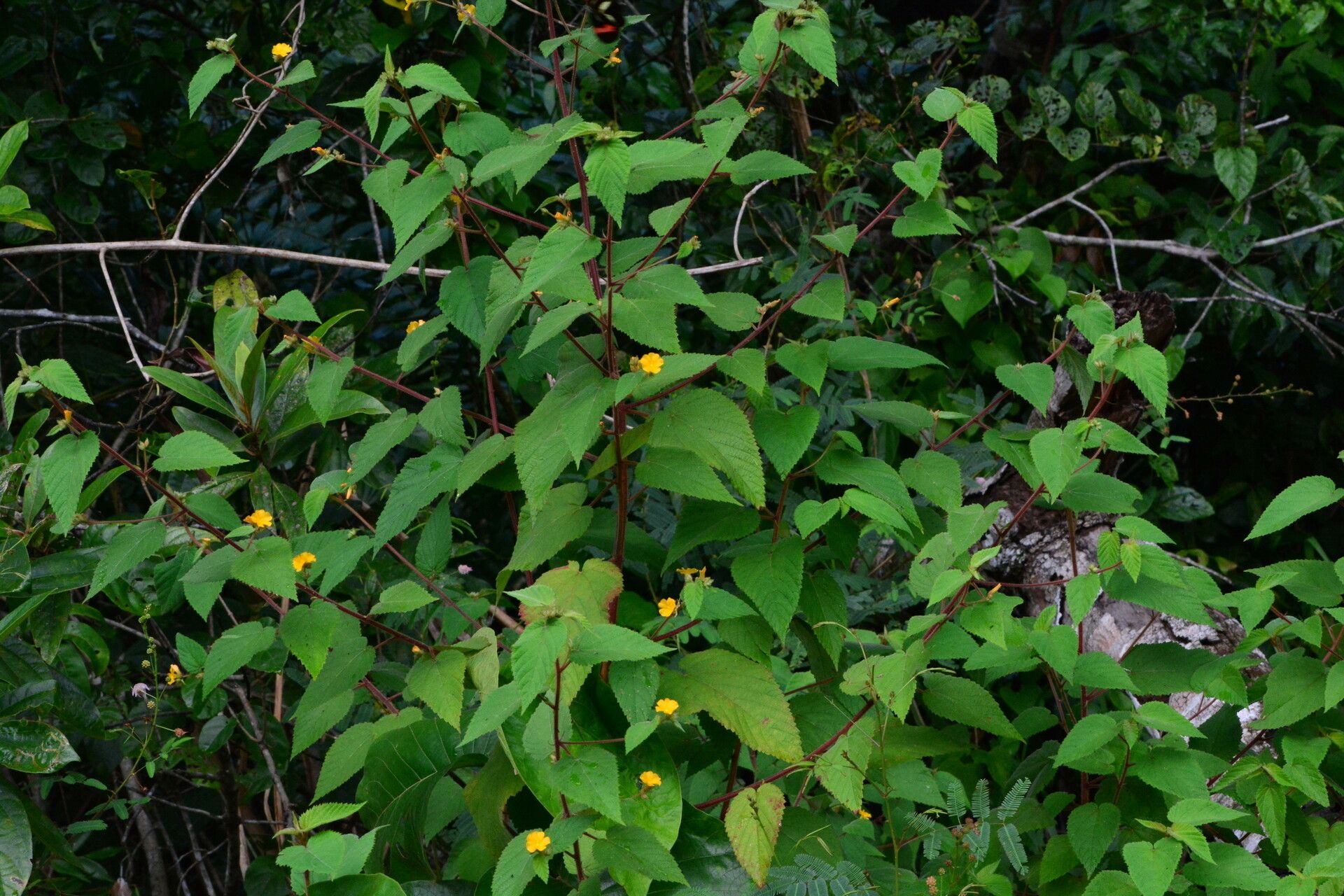 Waltheria viscosissima habit
