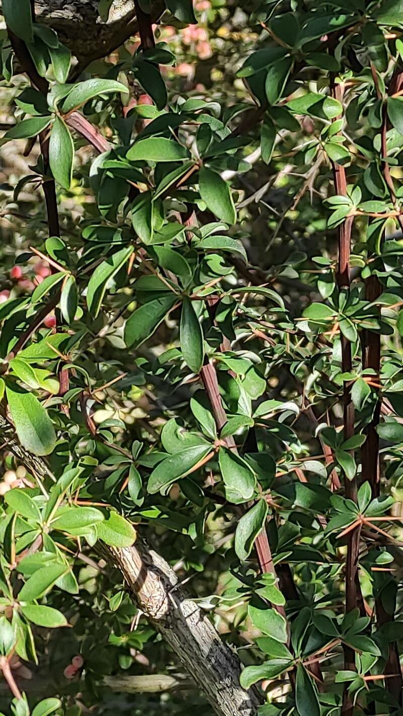 Berberis temolaica — search result for 'Berberis'
