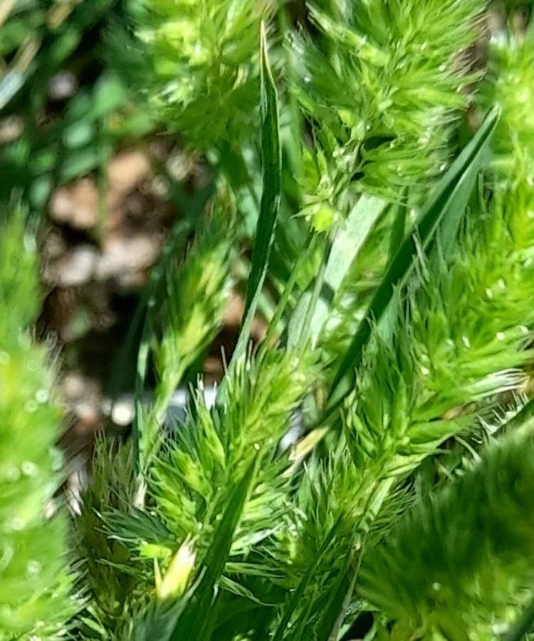 Rostraria cristata fruit